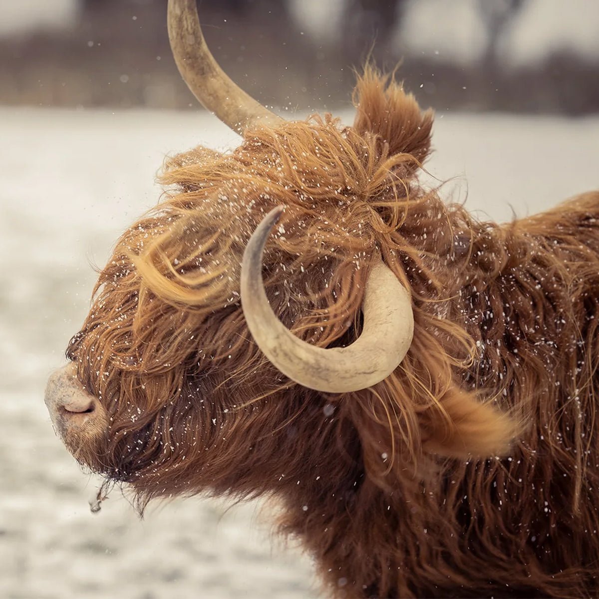 スタティック ヤク プルオーバー - STRIDE LAB ONLINE STORE(ストライド ラボ)